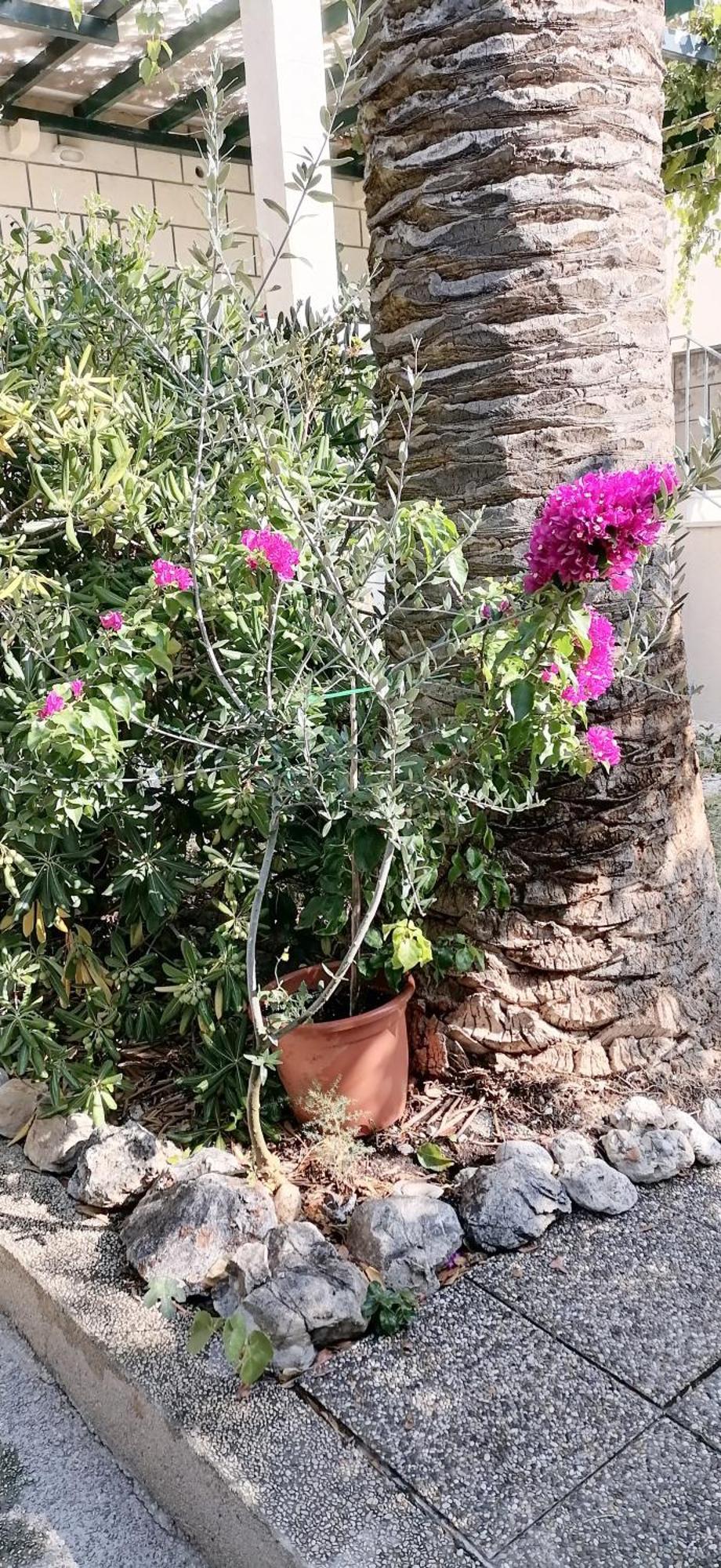 Apartments Fani Kanun Bol Dış mekan fotoğraf